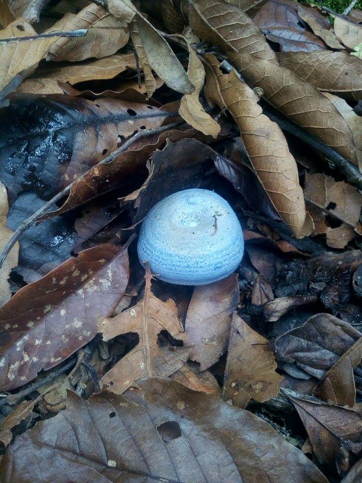 Lactarius mushroom