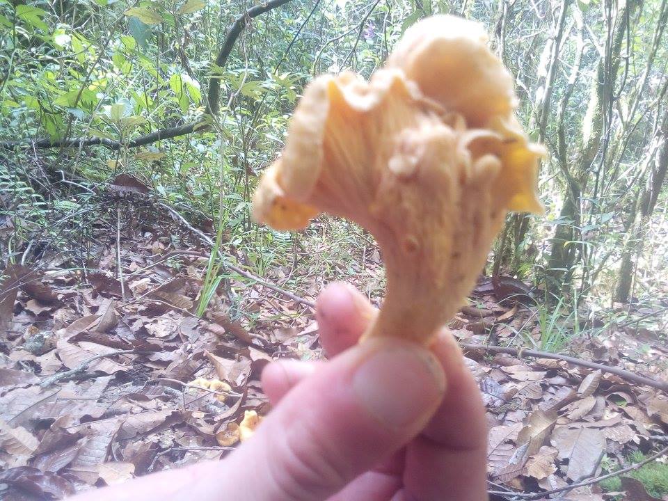 mushroom foraging Alquimia Portugal