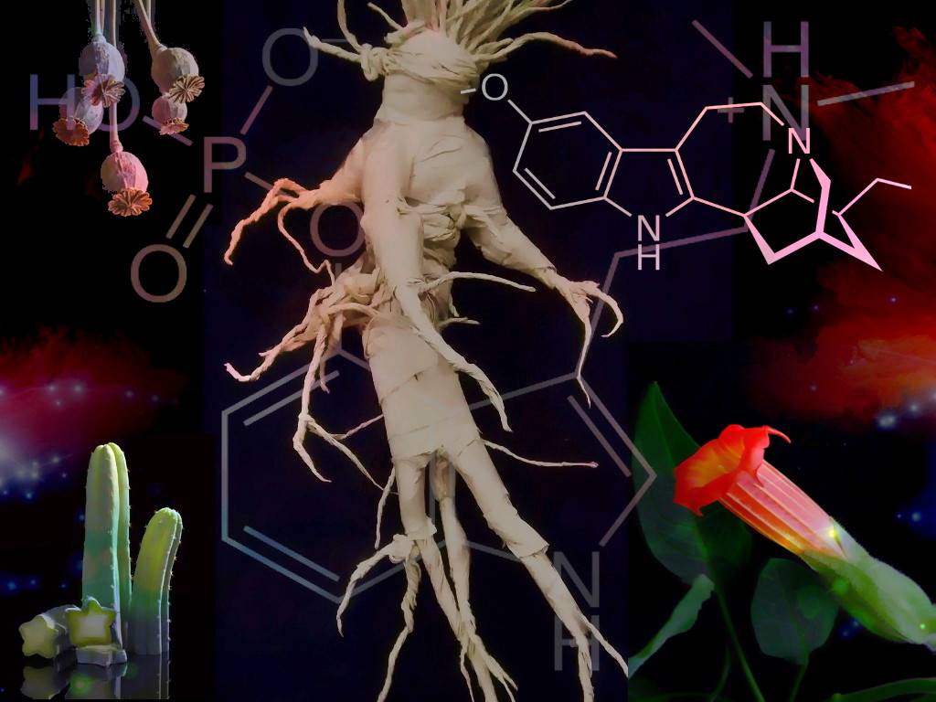 Psychotropic plants diploma Alquimia