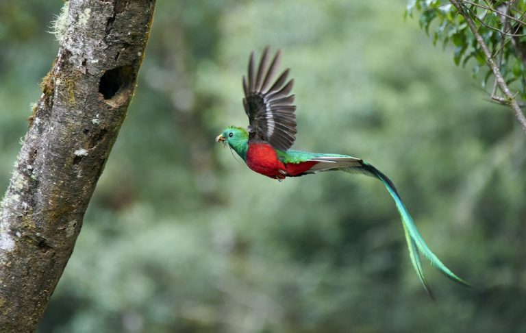 quetzal alquimia tour
