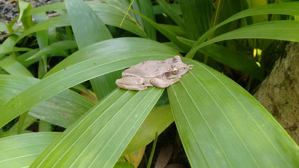 tiny frog on leaf