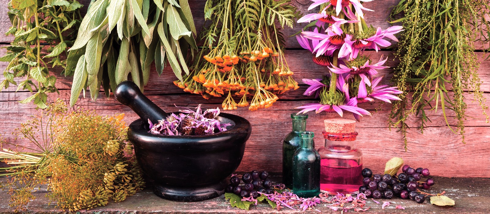 herbal medicine traditions Alquimia