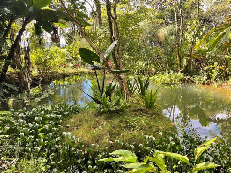 alquimia psychosomatic training zen pond