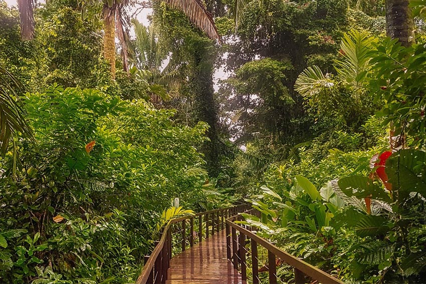 a bridge going deep in forest in costa rica