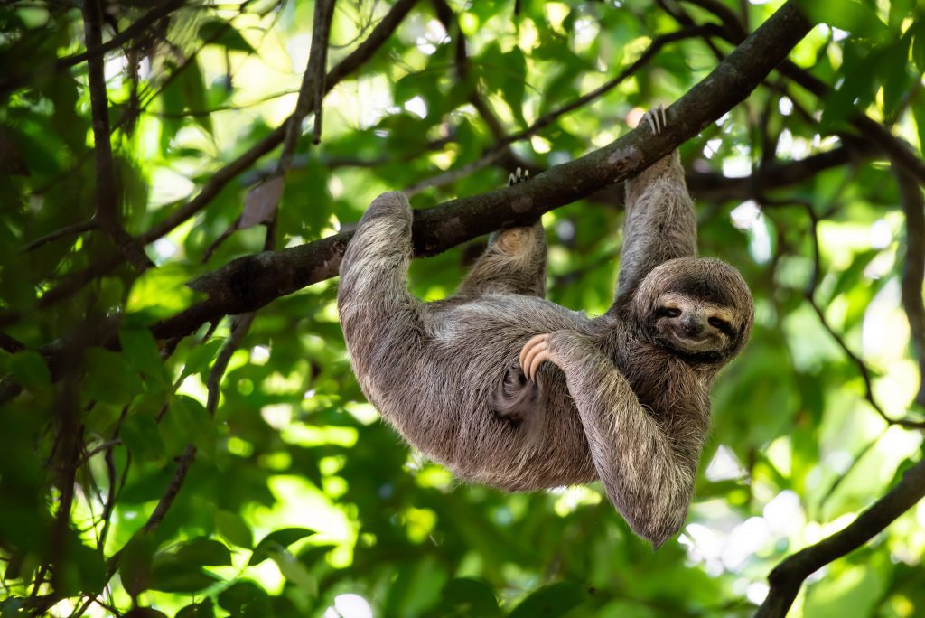 cute sloth on a tree in costa rica